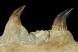 Mosasaur Jaw Section with Two Teeth - Morocco #165993-2